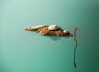 Image showing shipwrecked turtles