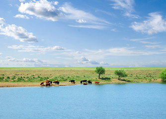 Image showing cows