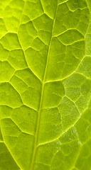 Image showing green leaf