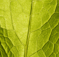 Image showing leaf