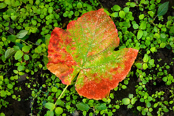 Image showing Grape leaf