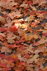 Image showing Close up Red Leaves