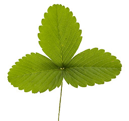 Image showing leaf