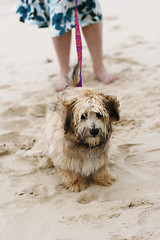 Image showing A dog on the beach with owner.