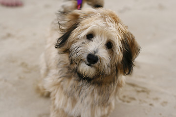 Image showing Cute little dog on the beach.