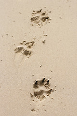 Image showing Dog paw prints in the sand.