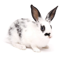 Image showing rabbit