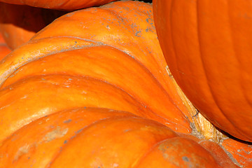 Image showing Up Close - Pumpkin