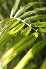 Image showing Close-up of fern leaves.