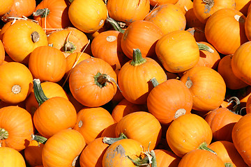 Image showing Up Close - Mini Pumpkins