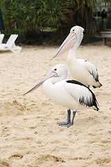 Image showing Two pelicans on the sand.