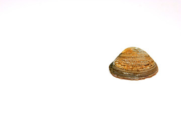 Image showing The Seashell
