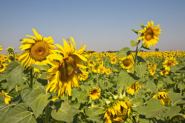 Image showing sunflower