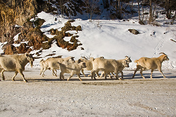 Image showing Herd of goats