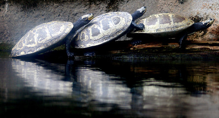 Image showing 3 Tortoises