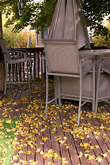 Image showing Fall in the Backyard