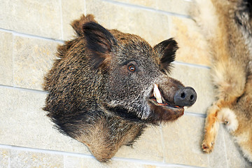 Image showing Trophy hog