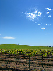 Image showing Vineyard