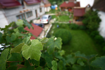 Image showing Vine leaf on a court yard background