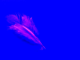 Image showing feather