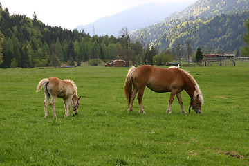 Image showing mare and foal