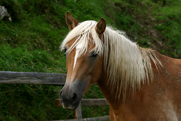 Image showing portrait of horse