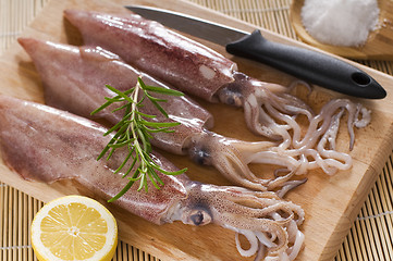 Image showing Squid