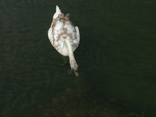 Image showing Feeding Swan