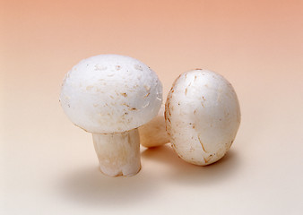 Image showing Mushrooms