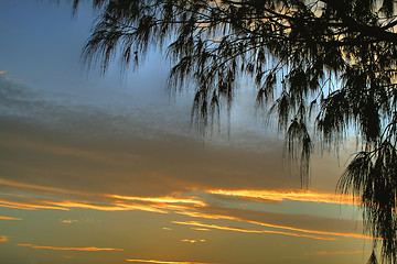 Image showing Casuarinas Against Clouds