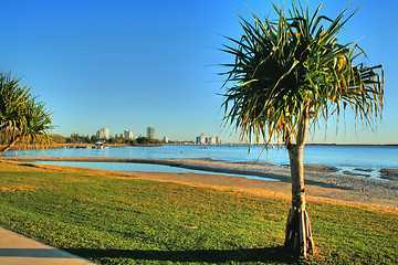 Image showing Pandanus Tree