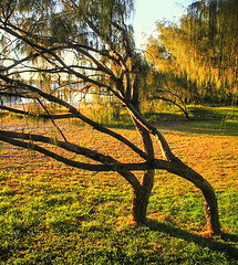 Image showing Bent Trees