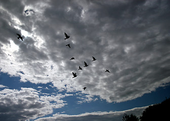 Image showing Flying Birds