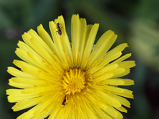 Image showing Dandelion and an ant