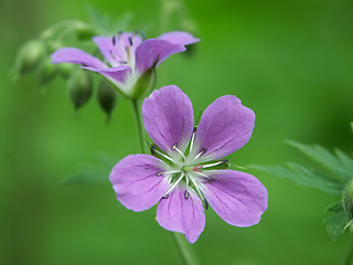 Image showing Wood flower