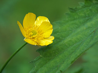 Image showing Yellow meadow flower