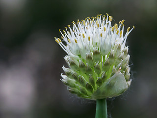 Image showing Flower of an onions