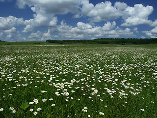 Image showing Camomiles in a field