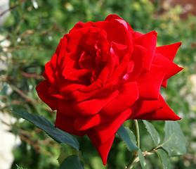 Image showing Rose