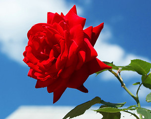 Image showing Rose