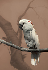 Image showing Parrot in the drawn country