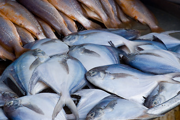 Image showing Fish in a market