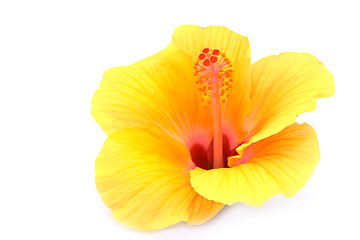 Image showing yellow hibiscus flower isolated on white background