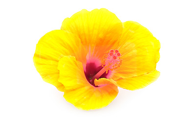 Image showing yellow hibiscus flower isolated on white background