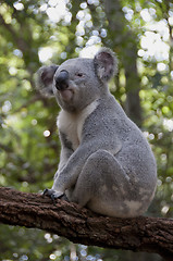 Image showing Koala 4