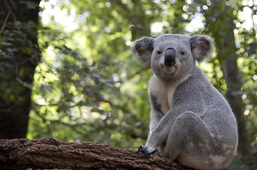 Image showing Koala2