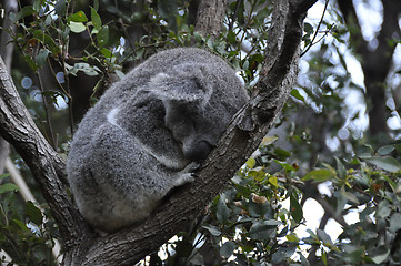 Image showing Koala 4