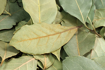 Image showing Bay leaf