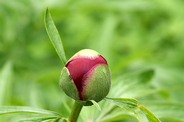 Image showing Peony