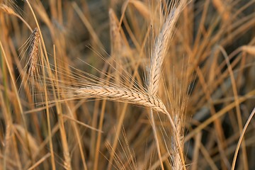 Image showing Wheat